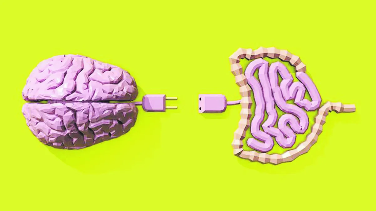 Microbiota intestinal y el cerebro: ¿cuál es la conexión y por qué es tan importante? 3 conexion de la microbiota intestinal y el cerebro